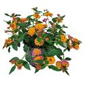 Afbeelding van Ej Lantana P19 Hang new
